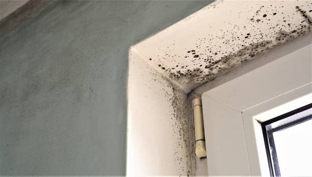 Best Emergency Mold Remediation  in Star City, WV