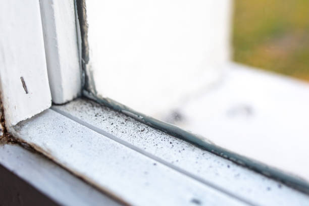 Reliable Star City, WV Mold Removal Solutions