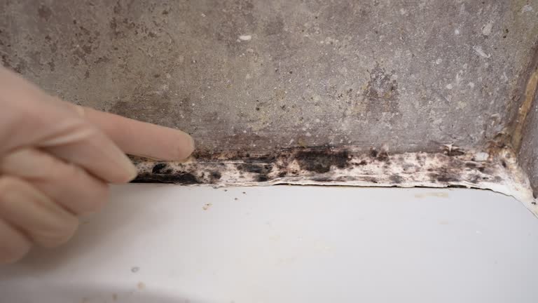 Mold Remediation for Rental Properties in Star City, WV